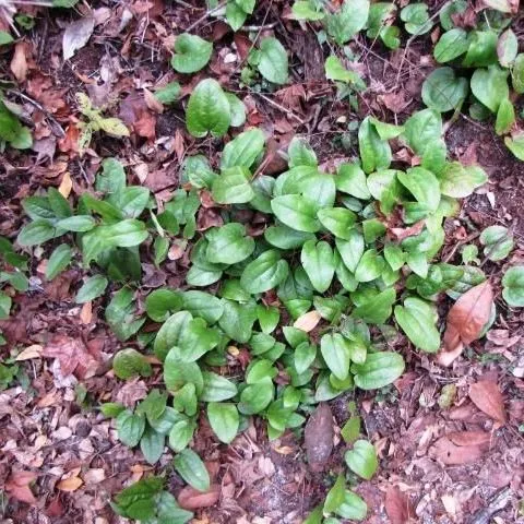 thumbnail for publication: Key to Nine Common Smilax Species of Florida